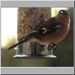 chaffinch 2.jpg